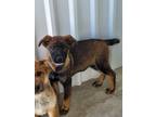 Adopt Kyree a German Shepherd Dog / Chow Chow / Mixed dog in McIntosh