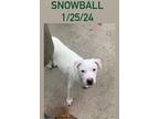 Adopt Snowball a White Hound (Unknown Type) / Mixed Breed (Medium) / Mixed dog