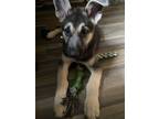 Adopt Fred a Black - with Tan, Yellow or Fawn German Shepherd Dog / Mixed dog in