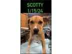 Adopt Scotty a Red/Golden/Orange/Chestnut - with White Hound (Unknown Type) /