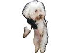Adopt joujou a White Maltipoo / Mixed dog in Northridge, CA (41491505)