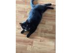 Adopt Salem a Black (Mostly) American Shorthair / Mixed (short coat) cat in