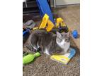 Adopt Sushi a Gray or Blue Domestic Shorthair / Mixed (short coat) cat in
