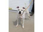 Adopt O' HERA a Pit Bull Terrier