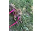 Adopt MIGHT COULD a Pit Bull Terrier