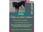 Adopt Molly a Black - with Brown, Red, Golden, Orange or Chestnut Mixed Breed