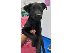 Adopt Brooks a Black Labrador Retriever dog in Jacksonville, NC (41490923)