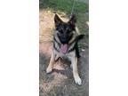 Adopt Zeus a Brown/Chocolate - with Black German Shepherd Dog / Mixed dog in