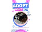Adopt Ghost a Black - with White Mixed Breed (Medium) / Husky / Mixed dog in