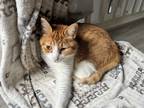Adopt Copper a Orange or Red Domestic Mediumhair / Mixed (medium coat) cat in