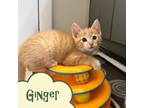 Adopt Ginger a Orange or Red (Mostly) Tabby (short coat) cat in RICHMOND