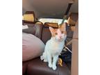 Adopt Flash a White (Mostly) Domestic Shorthair / Mixed (short coat) cat in