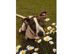 Adopt Goldie KA a Brindle - with White Basset Hound / Mixed dog in Fairfax