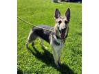Adopt Zeza a German Shepherd Dog, Mixed Breed