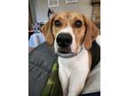 Adopt Maggie a Black - with Tan, Yellow or Fawn Treeing Walker Coonhound / Mixed