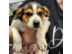 Adopt Cher a Beagle, Mixed Breed