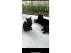 Adopt Baby and boy a All Black Domestic Mediumhair / Mixed (medium coat) cat in