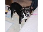 Adopt Brody a Black - with White Terrier (Unknown Type, Medium) / Mixed dog in
