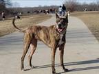 Adopt Sammy a Brindle Boxer / American Pit Bull Terrier / Mixed dog in Overland