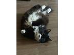 Adopt Winona a Black & White or Tuxedo Domestic Longhair / Mixed (long coat) cat