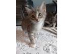 Adopt Benji a Domestic Shorthair / Mixed (short coat) cat in Henderson