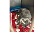 Adopt Emerald a Domestic Shorthair / Mixed (short coat) cat in Henderson