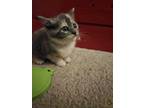 Adopt Crackle a Calico or Dilute Calico Calico / Mixed (short coat) cat in