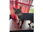 Adopt Steven a Tiger Striped Domestic Shorthair / Mixed (short coat) cat in