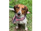 Adopt Murray a Beagle / Mixed dog in Darlington, SC (41491363)