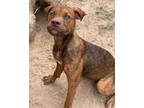Adopt Stella a Boxer / Mixed Breed (Medium) / Mixed dog in Tool, TX (41489320)
