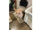Adopt Heath a Domestic Shorthair / Mixed (short coat) cat in Fallbrook