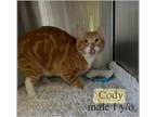 Adopt Cody a Domestic Shorthair / Mixed (short coat) cat in Fallbrook