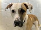 Adopt ROCKY a Tan/Yellow/Fawn Boxer / Labrador Retriever / Mixed dog in Denver