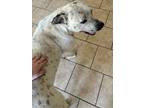 Adopt Luna a White - with Black Dalmatian / Mixed dog in San Antonio