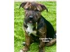 Adopt Cupcake Pan a Mixed Breed (Medium) / Mixed dog in Wilson, NC (41491377)
