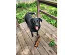 Adopt Mila a Black Labrador Retriever / Mixed dog in Columbus, OH (41491326)