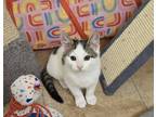 Adopt Wyatt a White (Mostly) Domestic Shorthair (short coat) cat in Columbus