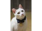 Adopt Seoul a White Domestic Shorthair / Mixed (medium coat) cat in Los Angeles