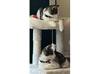 Adopt Max / Jack a Calico or Dilute Calico Calico / Mixed (short coat) cat in