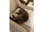 Adopt Dolly a Tortoiseshell American Shorthair / Mixed (short coat) cat in