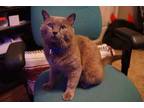 Adopt Cousin a Gray or Blue British Shorthair / Mixed (short coat) cat in San