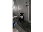 Adopt Rosco a Black - with White Labrador Retriever / American Pit Bull Terrier