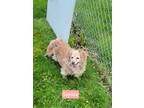 Adopt Sophie a Red/Golden/Orange/Chestnut Dachshund / Pomeranian / Mixed dog in