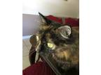 Adopt Fiona a Calico or Dilute Calico Calico / Mixed (long coat) cat in Orlando