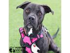 Adopt EVEREST a Black - with White Pit Bull Terrier / Mixed dog in Tucson