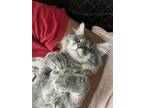 Adopt Maximus a Gray or Blue (Mostly) Domestic Longhair / Mixed (long coat) cat