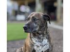 Adopt Mona a Brindle Pitsky / American Pit Bull Terrier / Mixed dog in