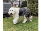 Adopt Willow a White - with Gray or Silver English Sheepdog / Mixed dog in