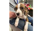 Adopt Lacy a Hound