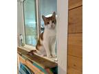 Adopt Ernie a Orange or Red (Mostly) Domestic Shorthair (short coat) cat in